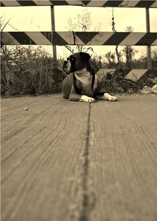 Illustration for article titled Shooting Challenge Pets Gallery 5